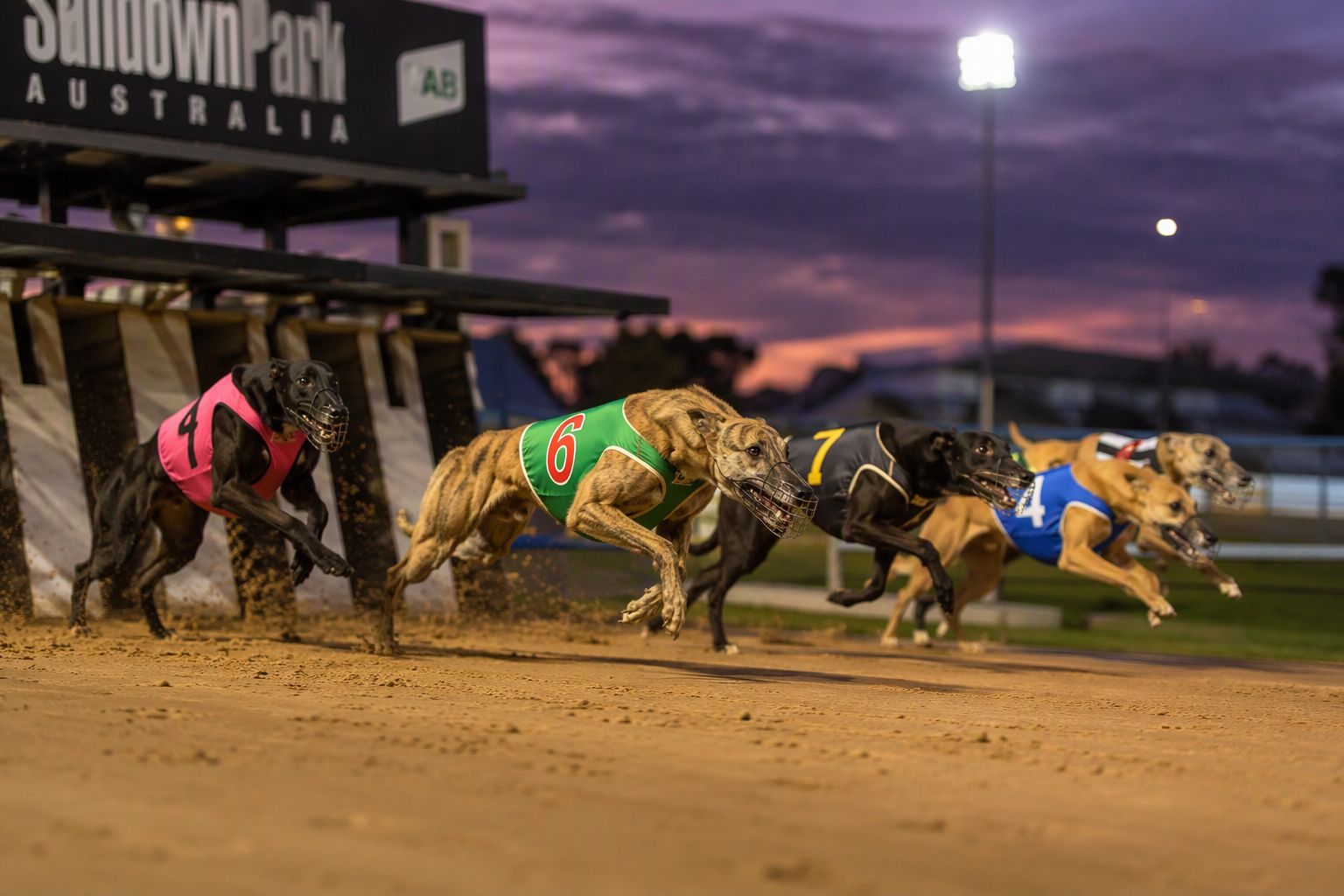 Greyhounds bursting out of the starting boxes at dusk