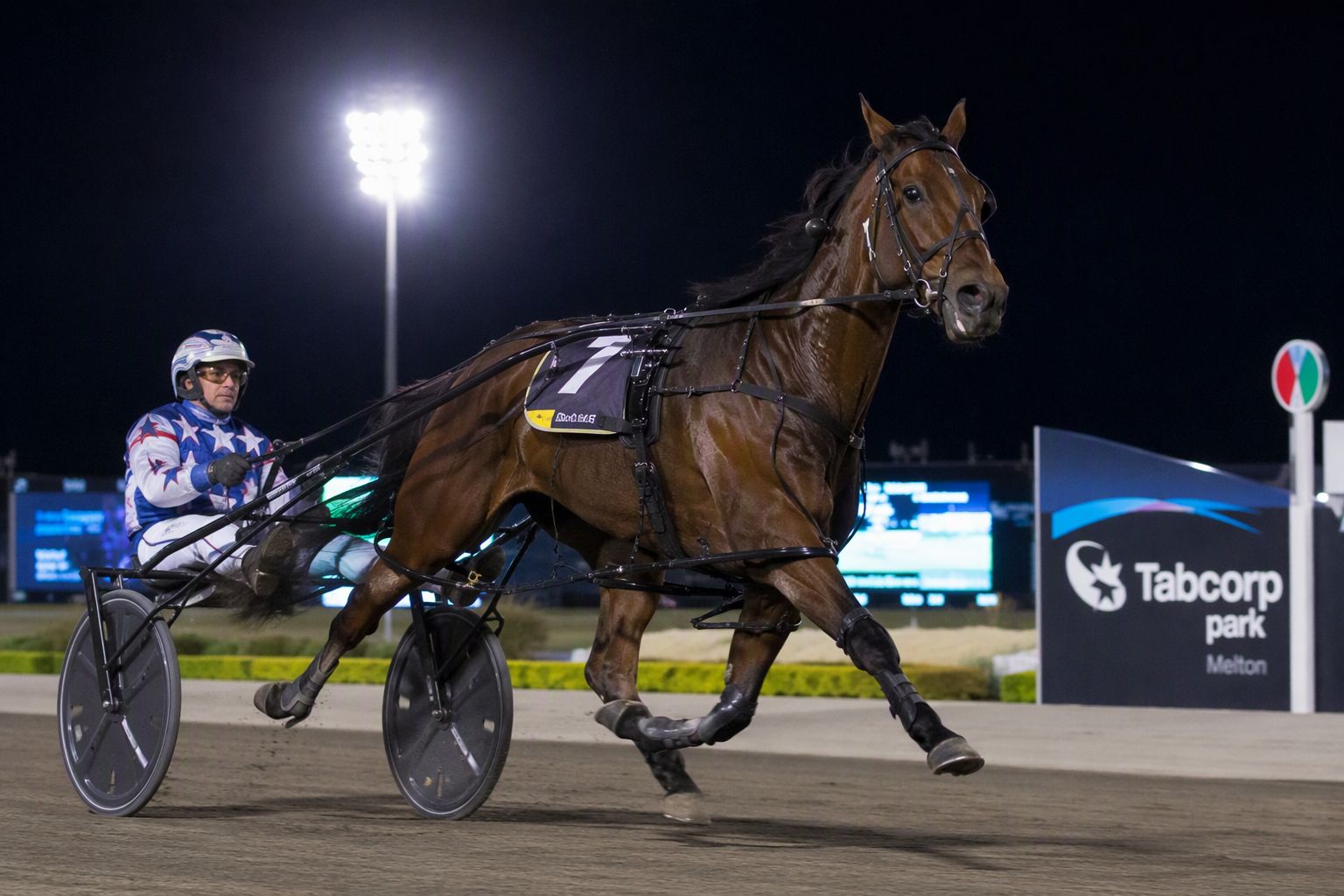 Harness racing under lights with a sulky at full speed